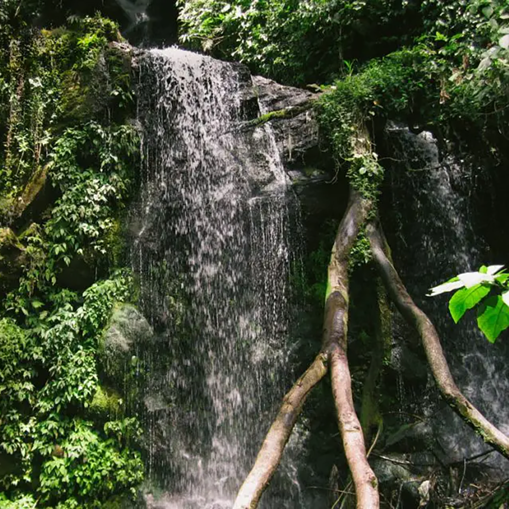 Costa Rica | Aquiares