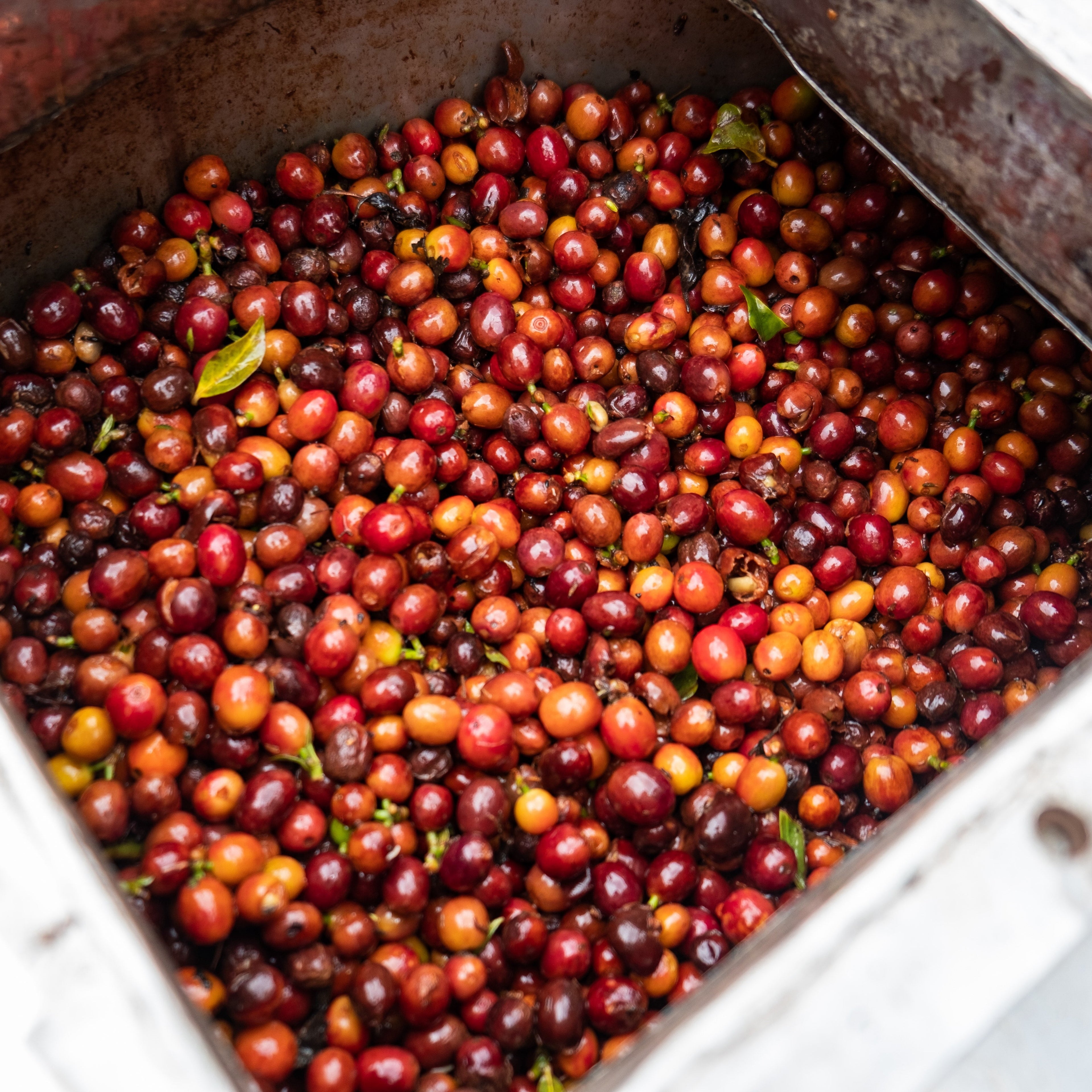 Ripe cherries at Aquiares Estate ready for sorting.