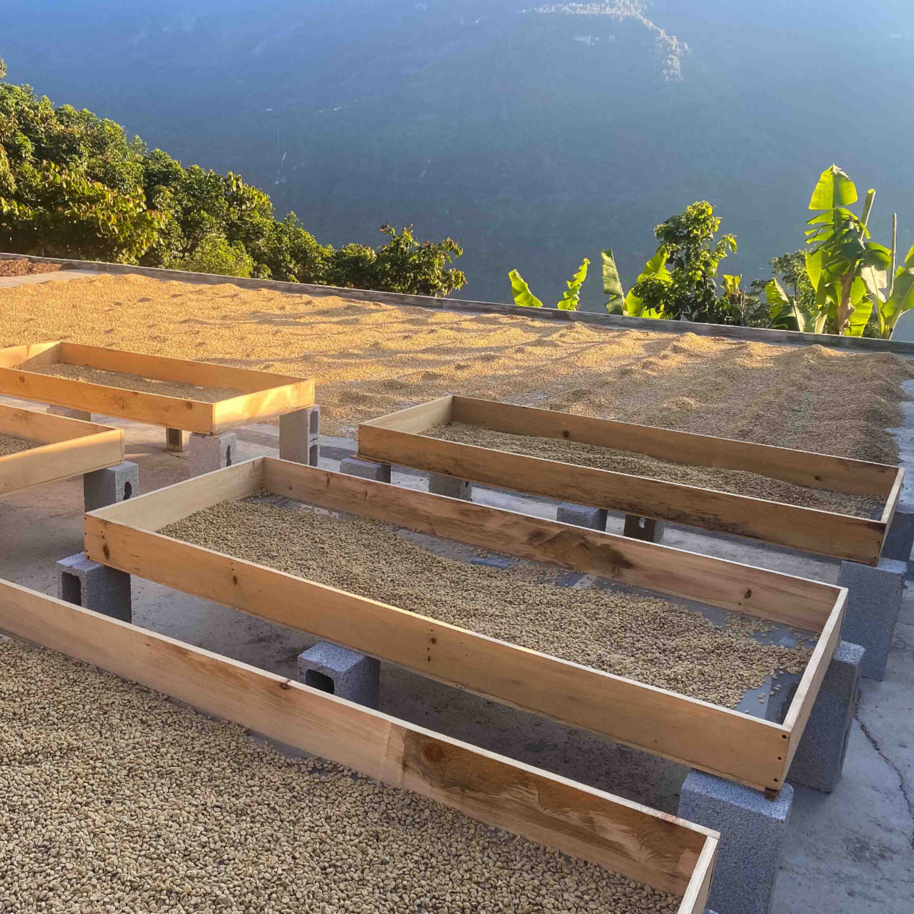 Raised drying beds and patio drying at El Aguacate