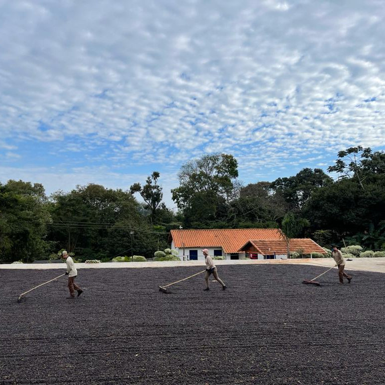 Aracaçu