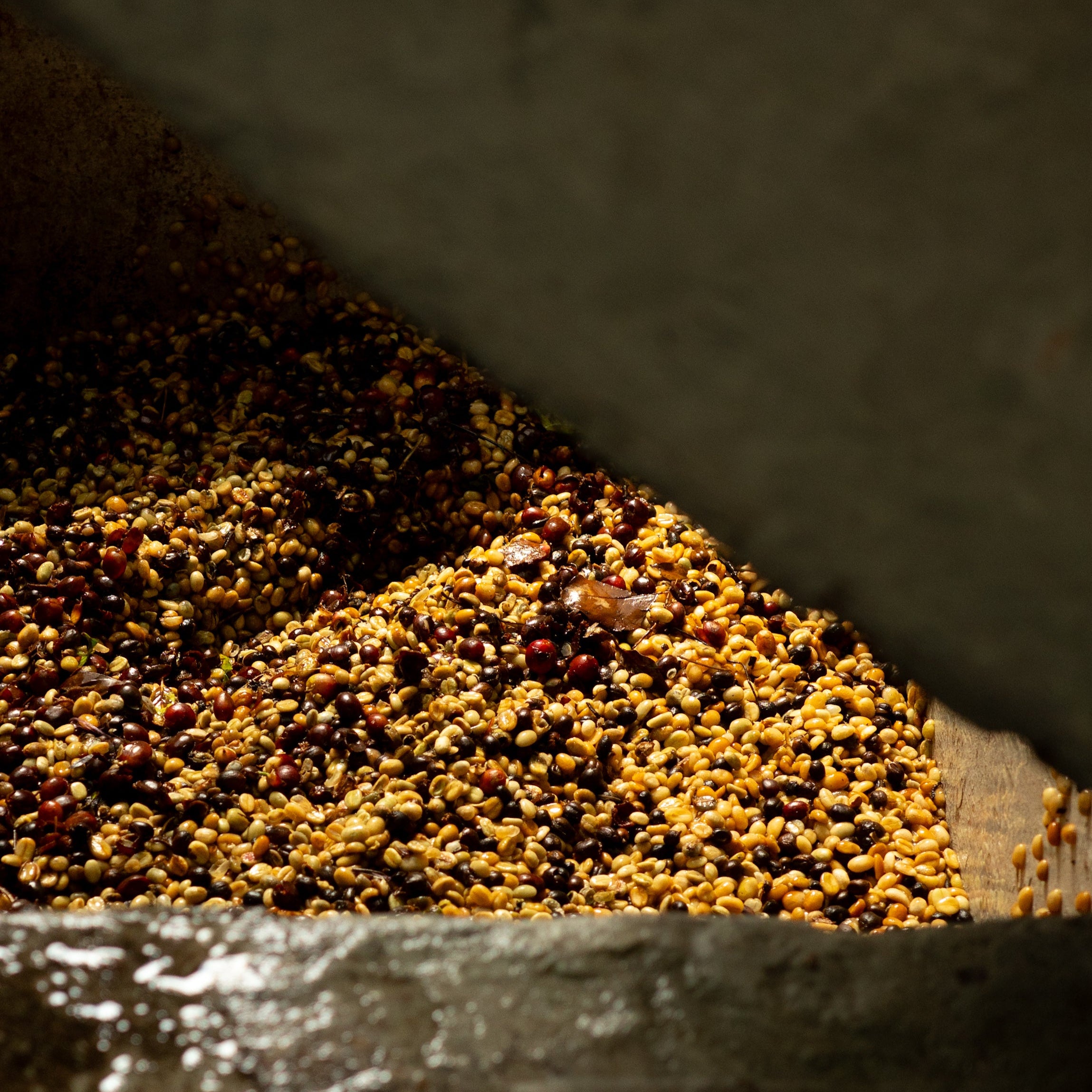 The Fermentation Project