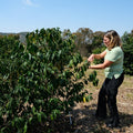 Patricia Coelho inspecting the coffee trees on her farm in the Mogiana region of Brazil.