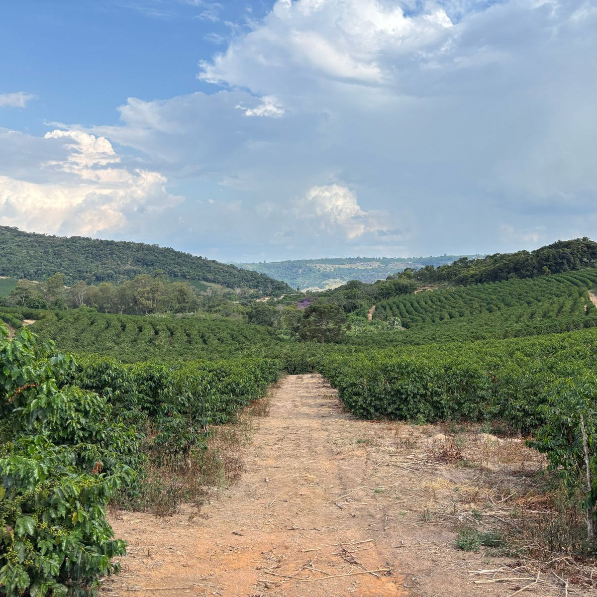 The landscape of Patricia's farm