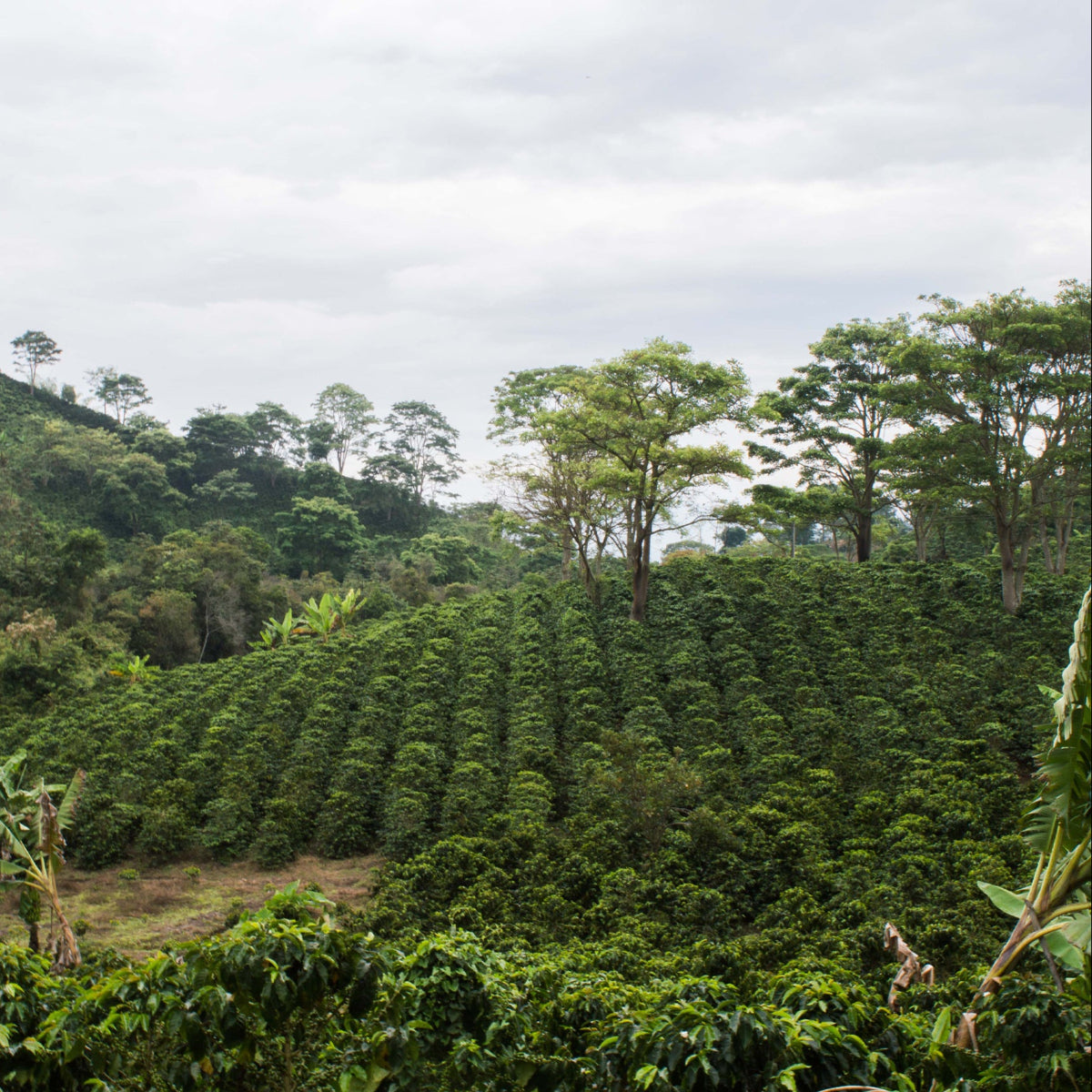 A coffee farm in the Popayan region of Colombia