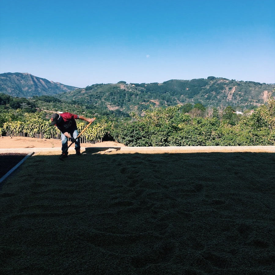Turning drying parchment at San Cristobal