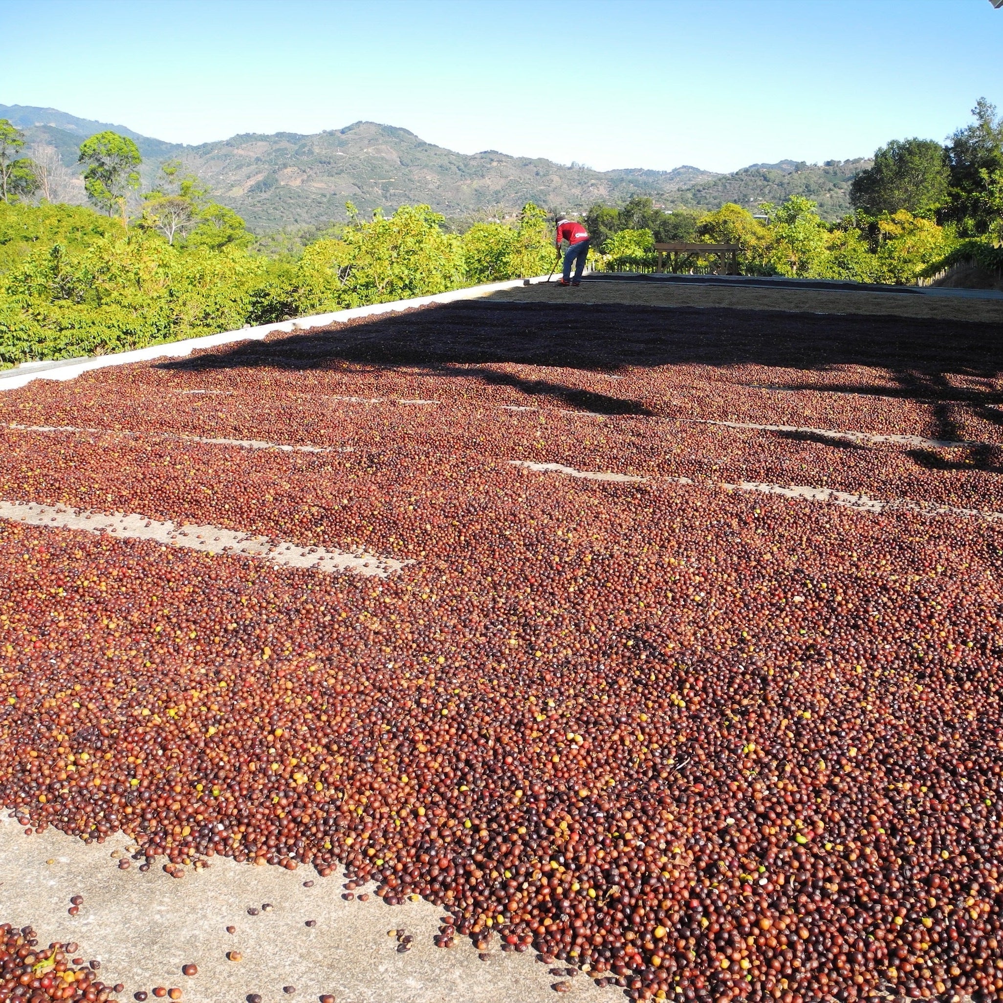 Coffee cherry drying at San Cristobal