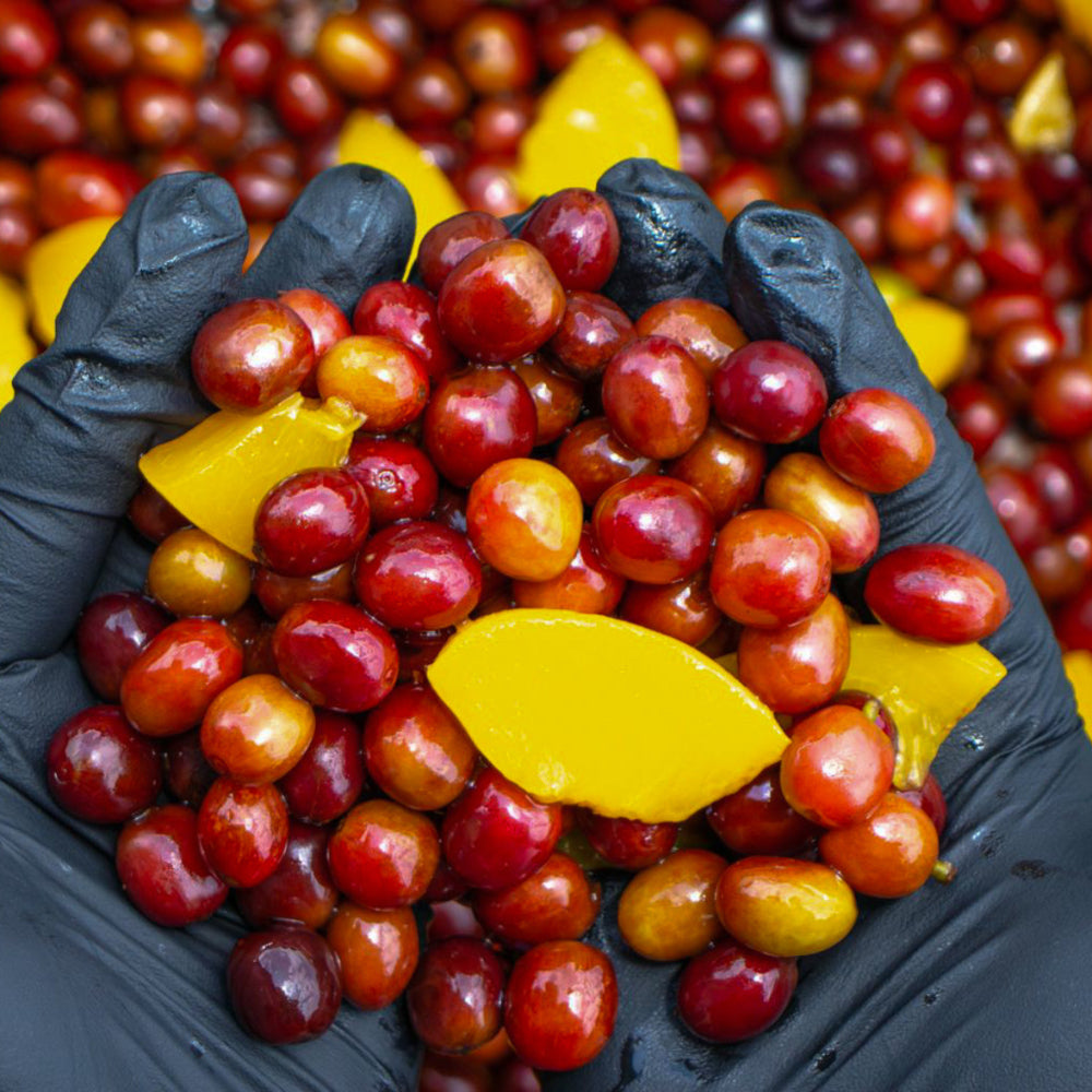 Peaches during the fermentation stage of Sweet Nectar coffee.