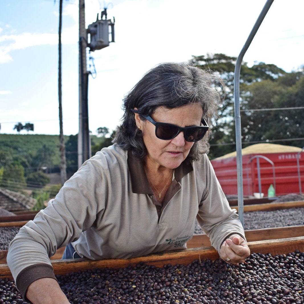 Aracaçu