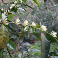 Flowering coffee plant with green leaves and white flowers in a natural setting