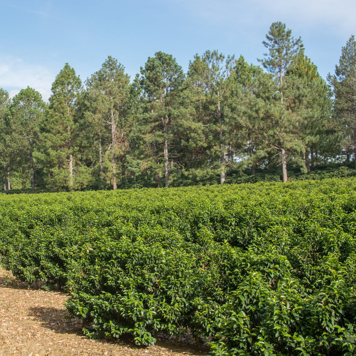 Estate Espresso