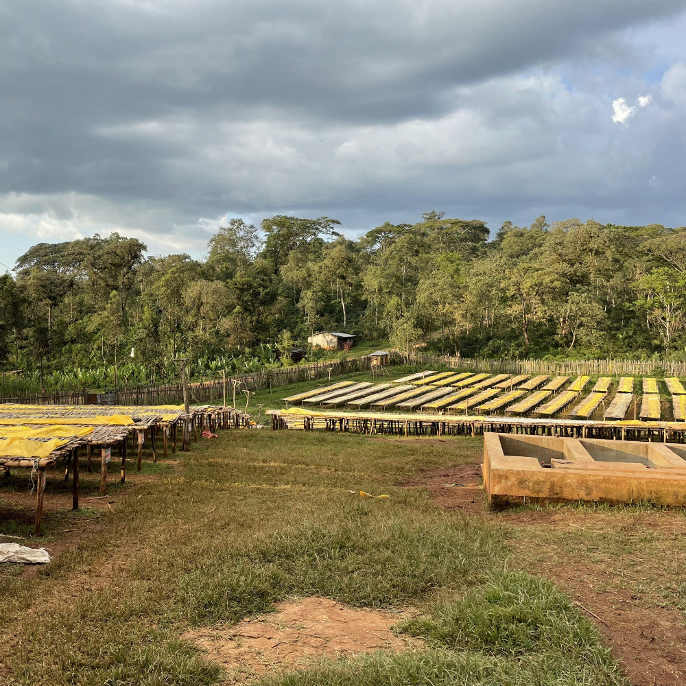 Outdoor setting with rows of raised drying beds under a cloudy sky.
