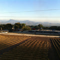Los Nogales