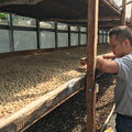 Person inspecting coffee beans on raised beds