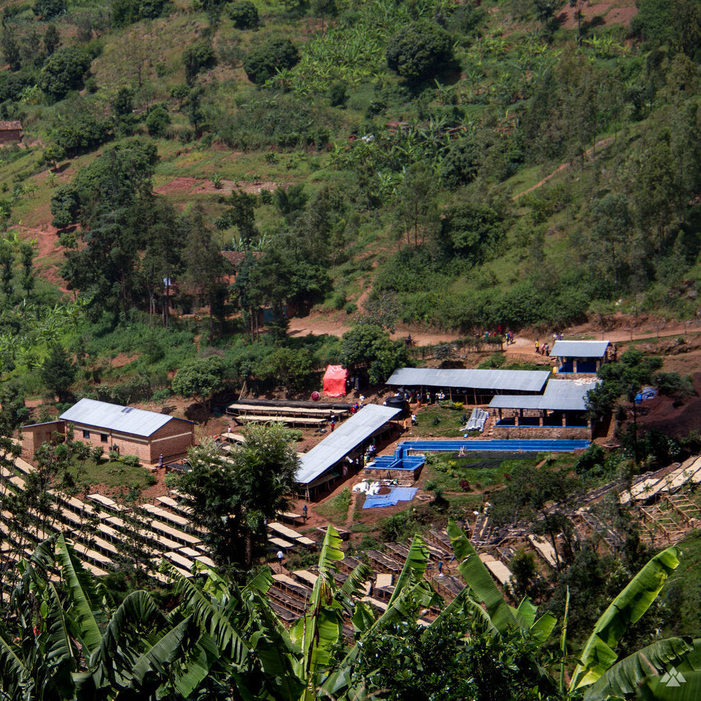 Vunga